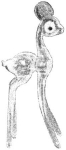 pirg1959_p16n_smallfaun