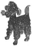 pirg1959_p17g_poodle