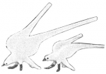 pirg1959_p18u_seagull