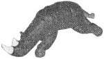 pirg1959_p19j_rhino